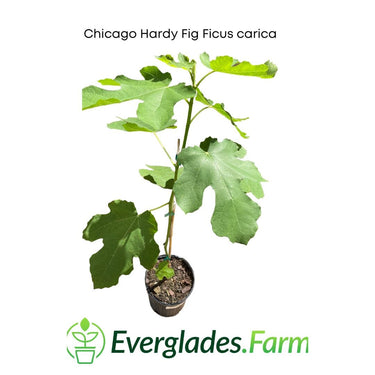 Chicago Hardy Fig Ficus carica